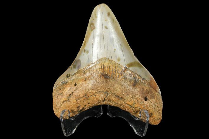 2.99" Fossil Megalodon Tooth - North Carolina